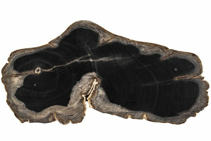 Polished Petrified Tropical Hardwood Slab - Texas #236142